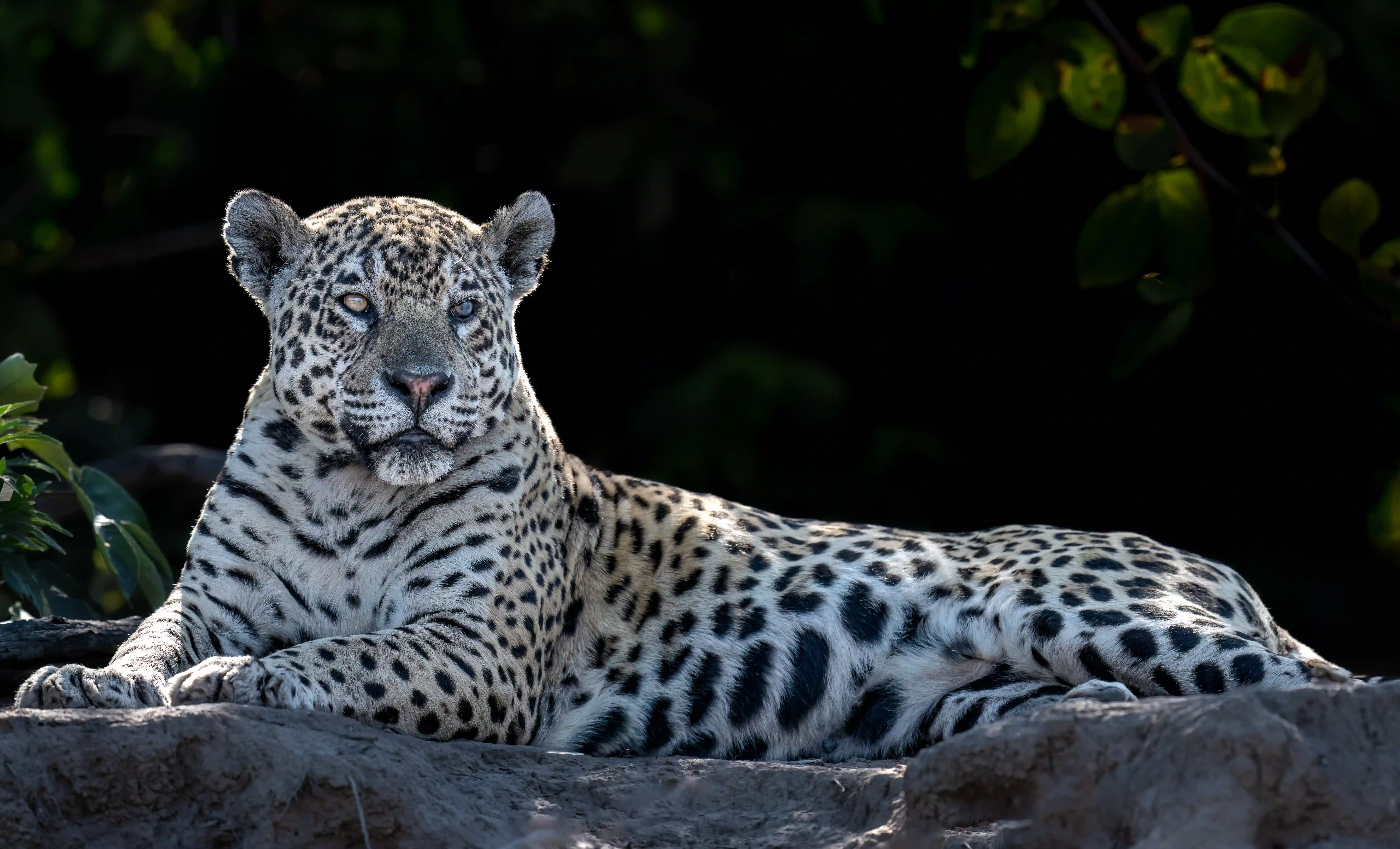 Pantanal Jaguar Expedition gallery image 22